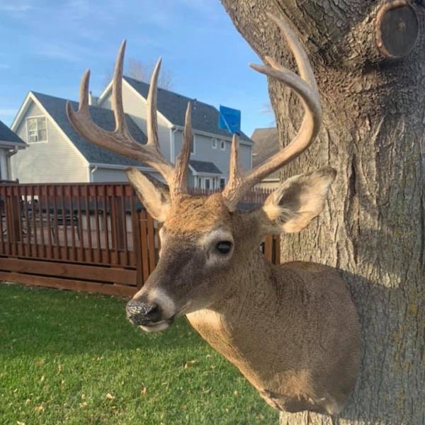 Taxidermy Services for 1 Shoulder Mount of Your Prize Trophy