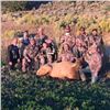 Image 3 : 5-Day New Mexico Elk Hunt With Tag For 1 Hunter