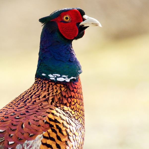 1 Day Nebraska Pheasant Hunt for 4 Hunters on Private Ground