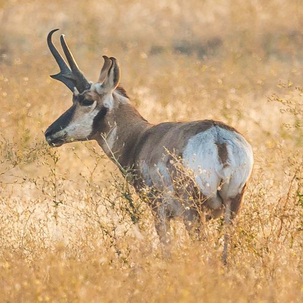 Nebraska Game & Parks Special Combination Permit