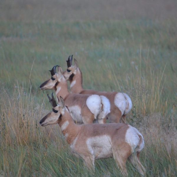 3-Day/4-Night Rifle Pronghorn Antelope Hunt for 1 Hunter