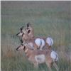 Image 1 : 3-Day/4-Night Rifle Pronghorn Antelope Hunt for 1 Hunter