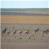 Image 3 : 3-Day/4-Night Rifle Pronghorn Antelope Hunt for 1 Hunter