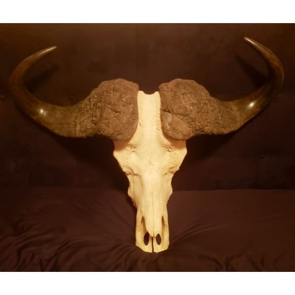 African Cape Buffalo European Skull and Horn Mount