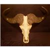 Image 1 : African Cape Buffalo European Skull and Horn Mount