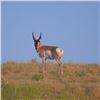 Image 3 : 4-Day/5-Night Archery Pronghorn Antelope Hunt for 1 Hunter