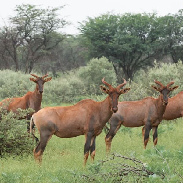4-Day South African Safari for 1 Hunter & 1 Observer with Tsessebe, Impala, and Duiker