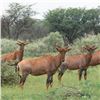 Image 1 : 4-Day South African Safari for 1 Hunter & 1 Observer with Tsessebe, Impala, and Duiker