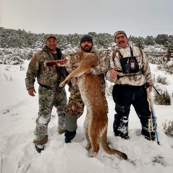 5-Day Guided New Mexico Mountain Lion Hunt for 1 Hunter