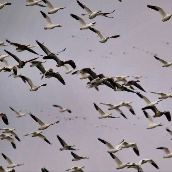 1-Day/1-Night Guided Missouri Goose Hunt for 4 Hunters