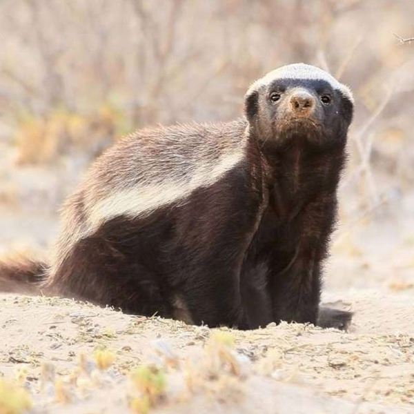 5-Day Safari for 2 Hunters* for Honey Badger, African Civet, and Genet