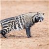 Image 3 : 5-Day Safari for 2 Hunters* for Honey Badger, African Civet, and Genet