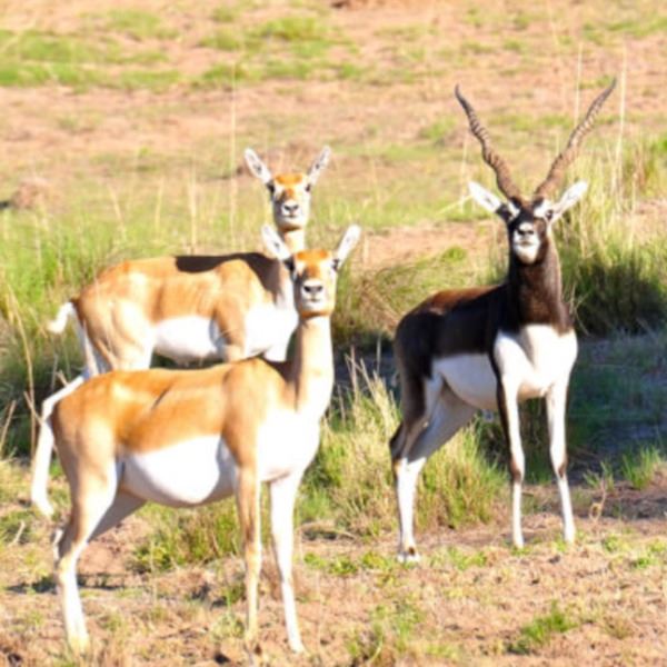 Guided 5-Day Patagonia Safari for 3 Hunters Including Blackbuck, Ram, & Boar