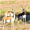 Image 1 : Guided 5-Day Patagonia Safari for 3 Hunters Including Blackbuck, Ram, & Boar