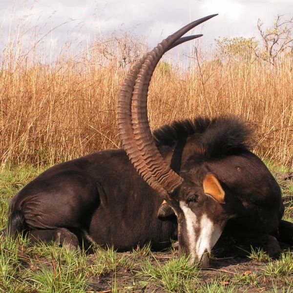 5-Day South African Safari for 4 Hunters including $1,200 Trophy Fee Credit