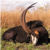 Image 1 : 5-Day South African Safari for 4 Hunters including $1,200 Trophy Fee Credit
