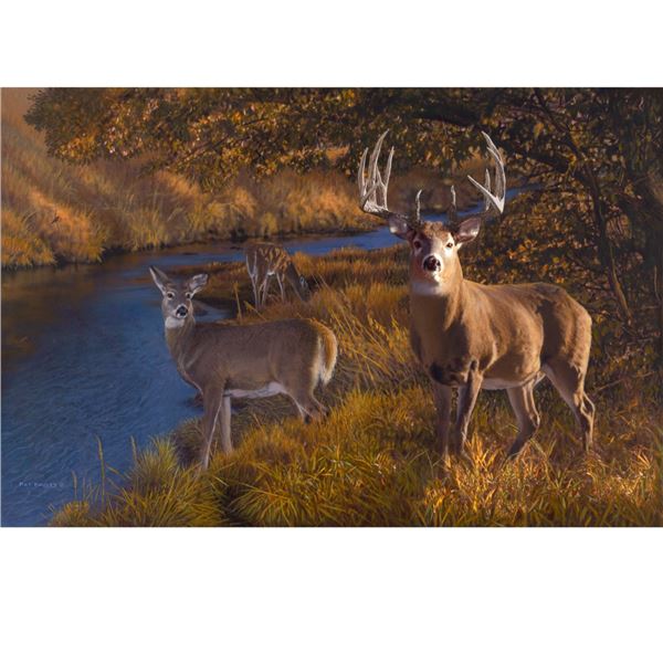 "Autumn Gold" -  Whitetail : By Nationally known artist: Pat Pauley