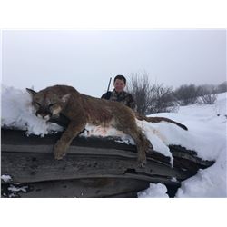 5 day Mountain Lion Hunt