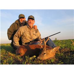 Roe Deer in Serbia