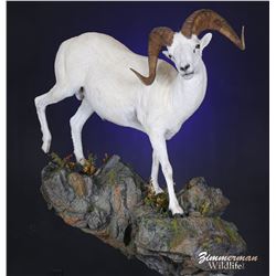 Full Life Size Sheep Mount