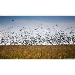 Dove Hunt
