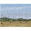 Image 1 : 3 Days/3 Nights  6 Hunts-Argentina Dove Hunt for 2 Hunters
