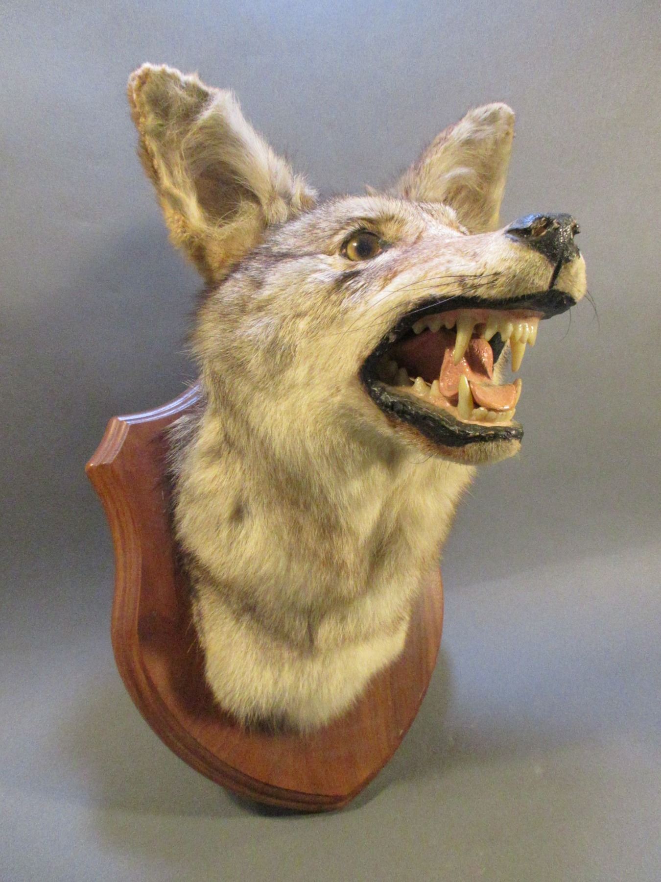 Coyote Head Mount On Board