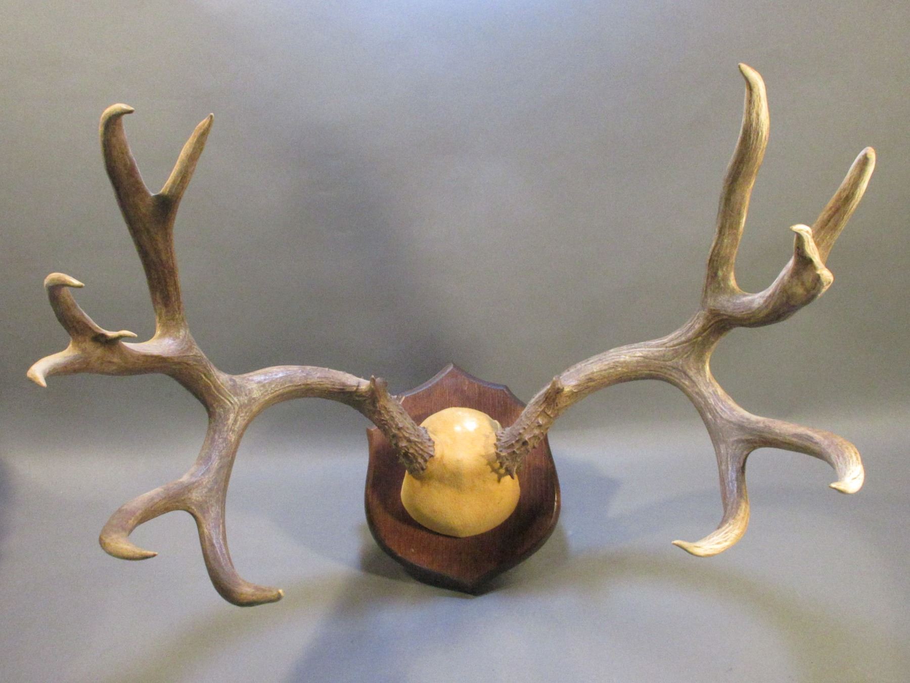 7 X 8 Mule Deer Rack On Board- 27