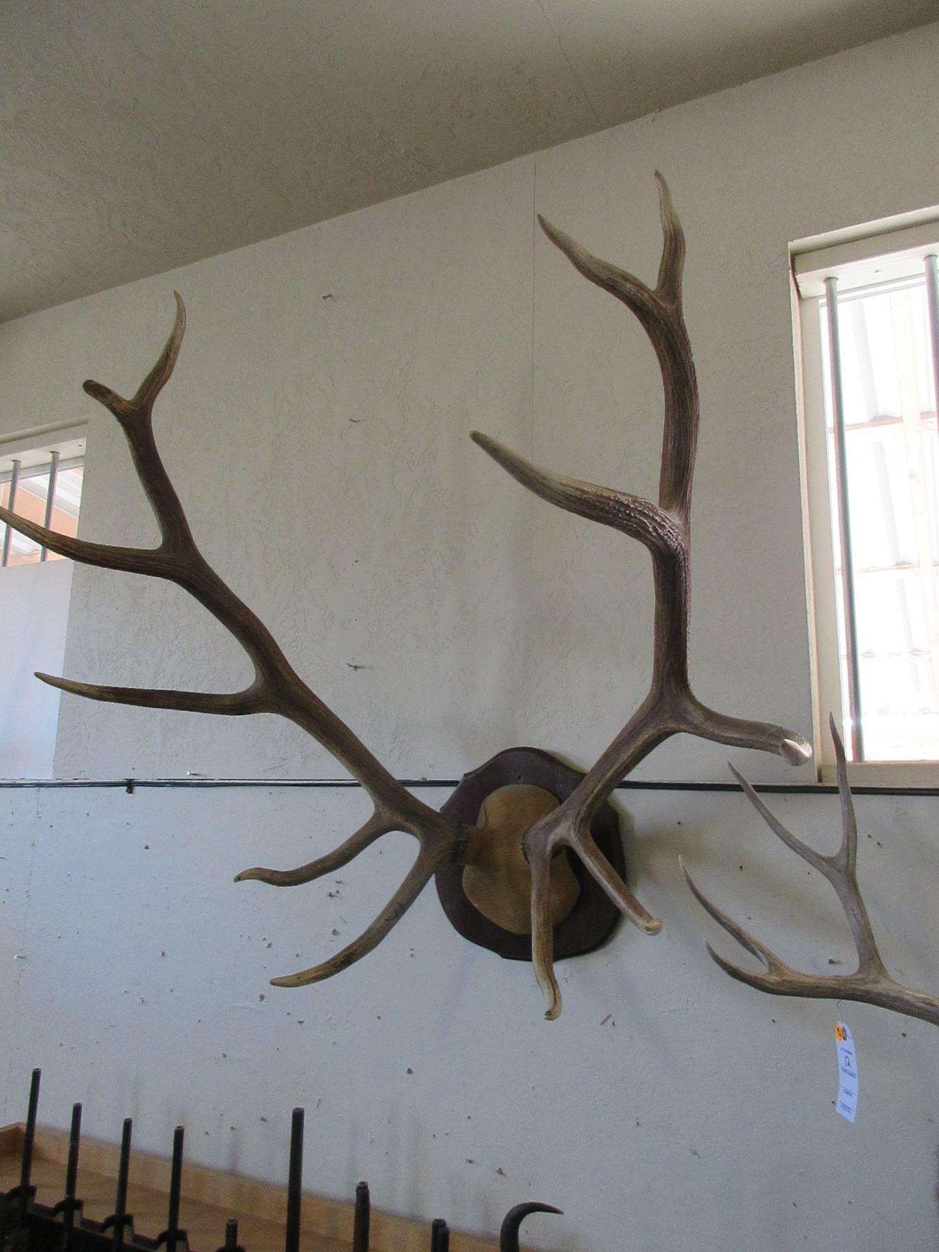 6 X 6 Bull Elk Rack On Board- 42