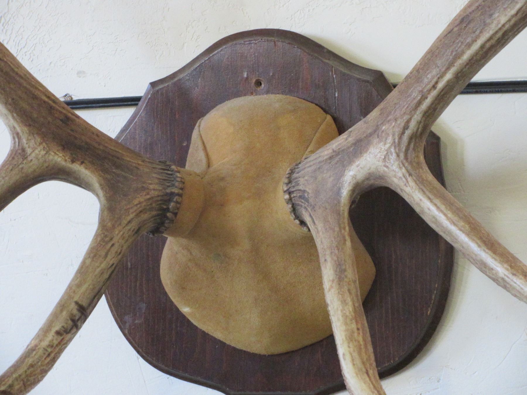 6 X 6 Bull Elk Rack On Board- 42