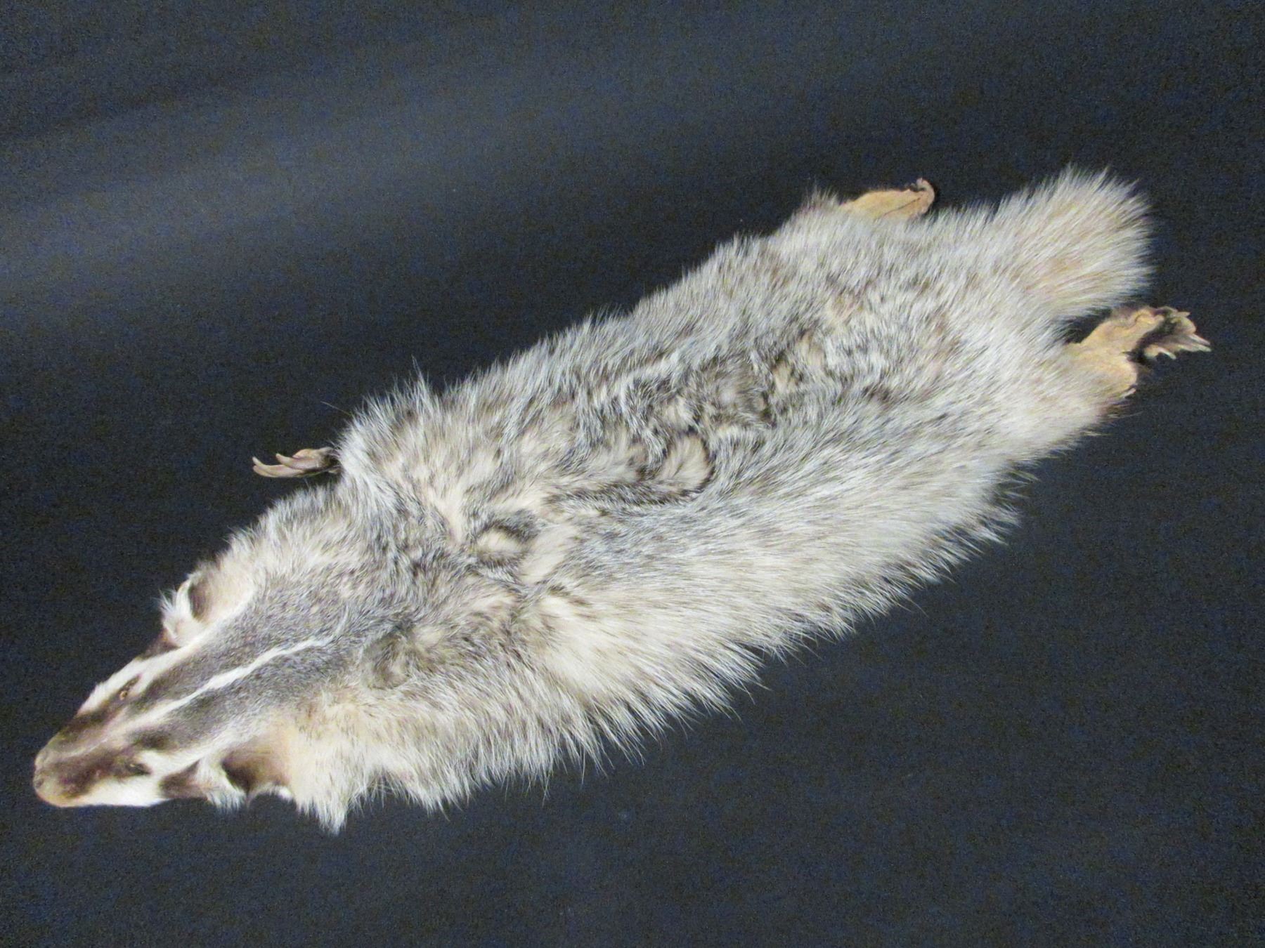Tanned Badger Hide With Feet 30" X 9" 3 Holes In Belly