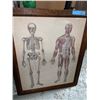 Image 3 : Anatomy posters in antique wood frames x2