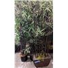 Image 1 : 7 artificial bamboo plants