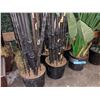 Image 1 : Eight artificial plants