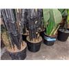 Image 2 : Eight artificial plants