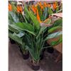 Image 2 : Approx. 20 artificial birds of paradise plants