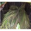 Image 8 : Approx. 20 artificial birds of paradise plants