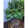 Image 1 : Rhododendron plant