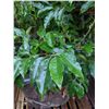 Image 2 : Rhododendron plant
