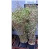 Image 1 : 5 bamboo plants