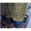 Image 2 : 5 bamboo plants