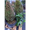 Image 1 : 4 assorted plants
