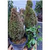 Image 2 : 4 assorted plants