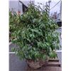 Image 1 : Rhododendron plant