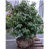 Image 2 : Rhododendron plant