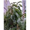 Image 3 : Rhododendron plant