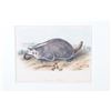 Image 8 : Bowen Lithograph American Badger by Audubon