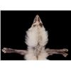 Image 2 : Silver Arctic Fox Taxidermy Hide