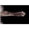 Image 8 : Silver Arctic Fox Taxidermy Hide