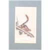 Image 2 : Bowen Lithograph Red Tailed Squirrel by Audubon